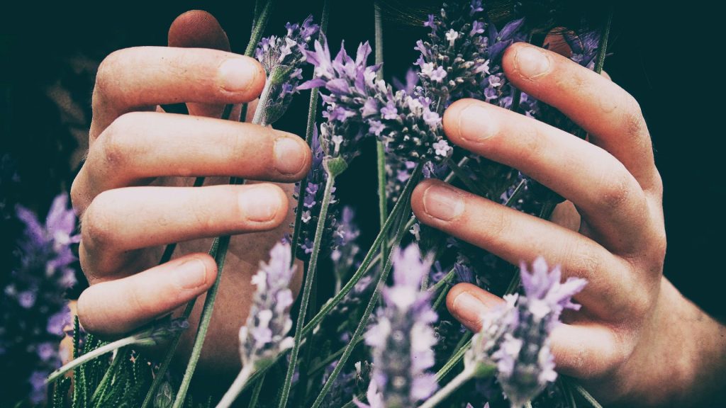 Hands holding lavender