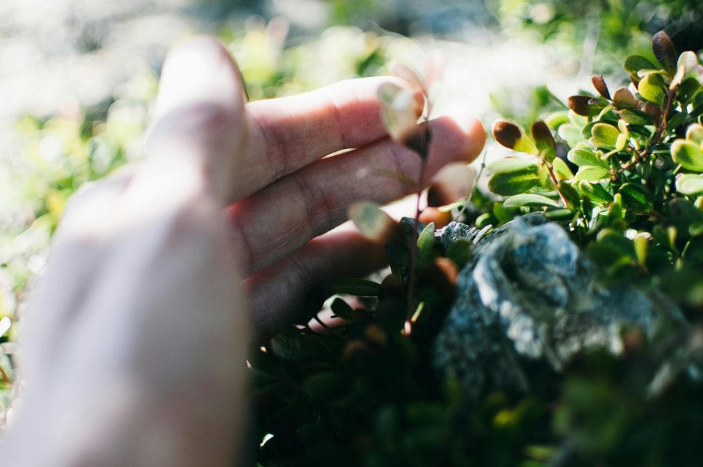 Hand gently holding bilberries