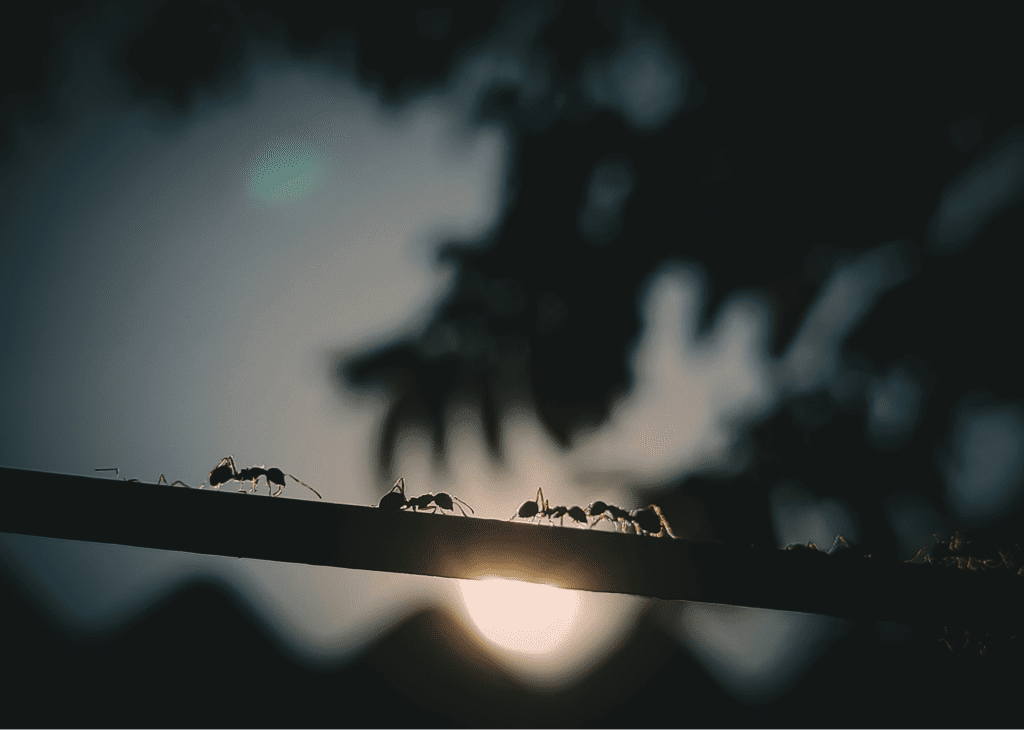 Ants on a branch at night