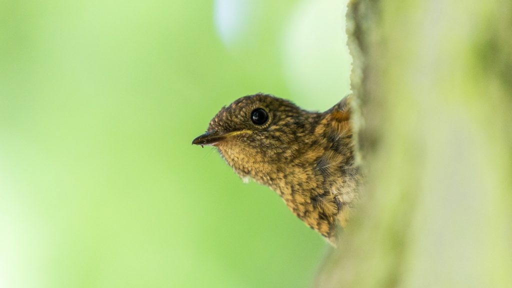 Curious bird peeking out from behind a tree