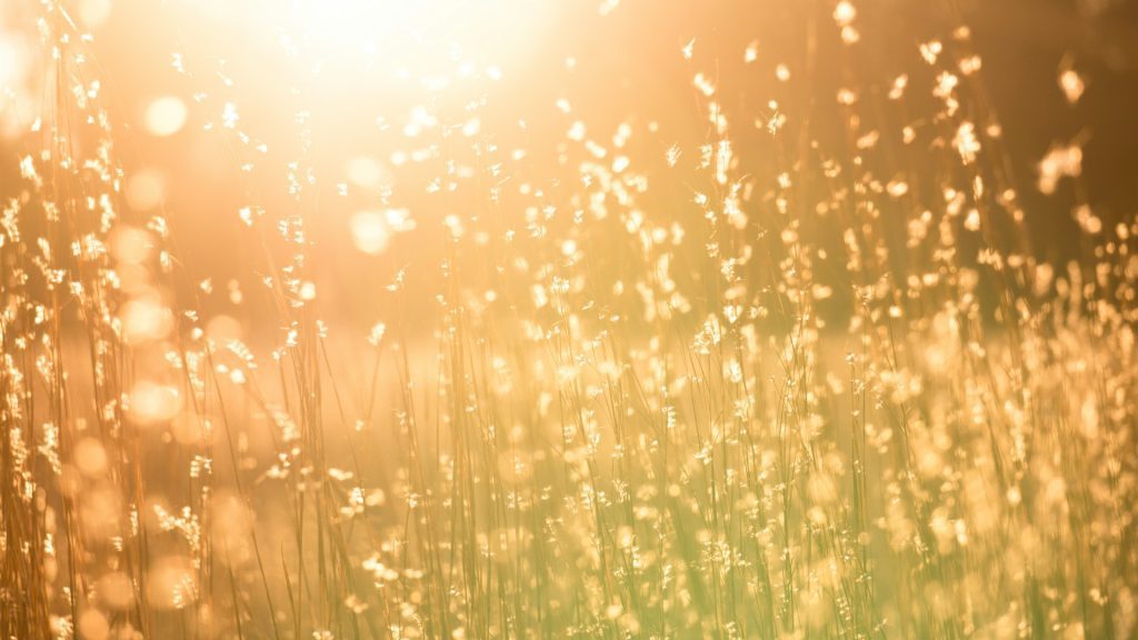 A field of grain in bright sunshine