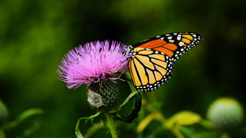 Butterfly hovering by a thistle flower