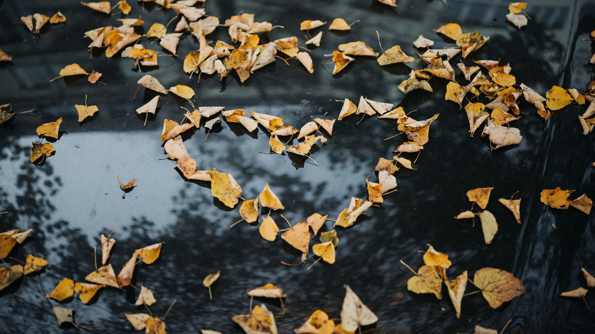 Heart made of autumn leaves on a dark background